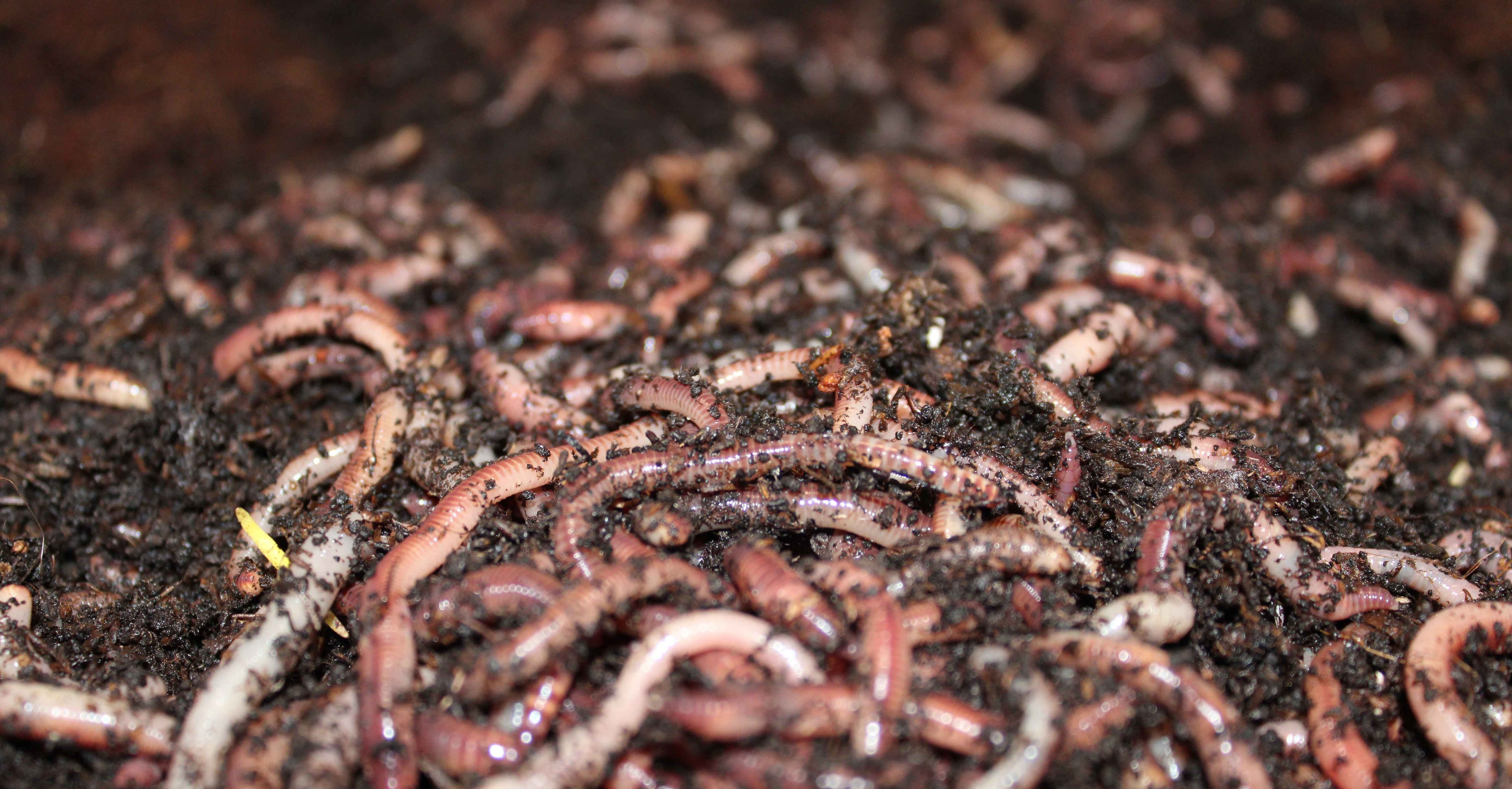 Fresh Dendrobaena worms